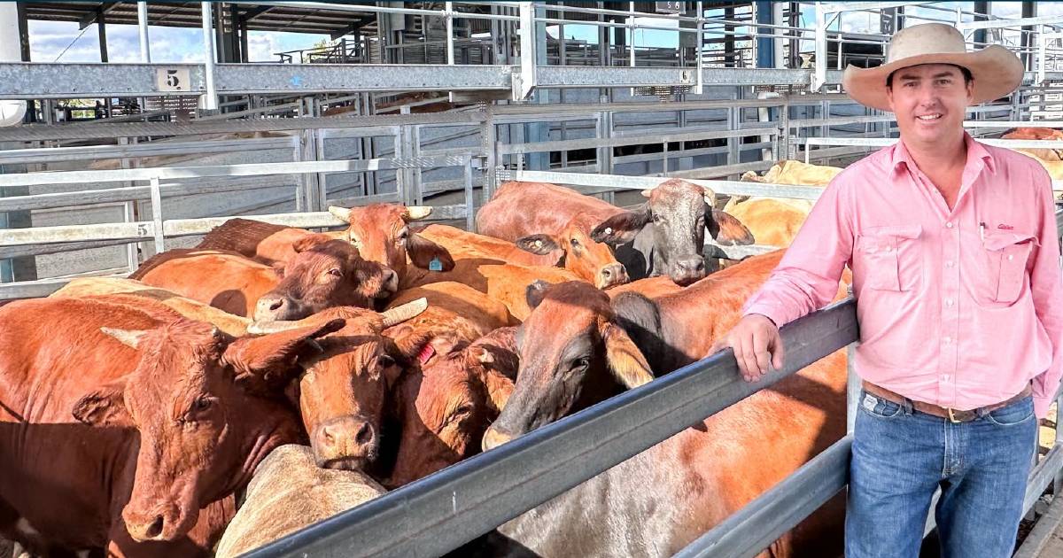 Charbray cows make $1540 at Gracemere