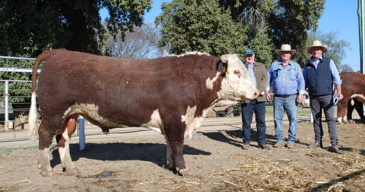 Volume buyers underpin Ironbark Hereford's 50th annual sale