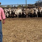 Beef steers sell to $1687 high at Boyanup | Farm Weekly