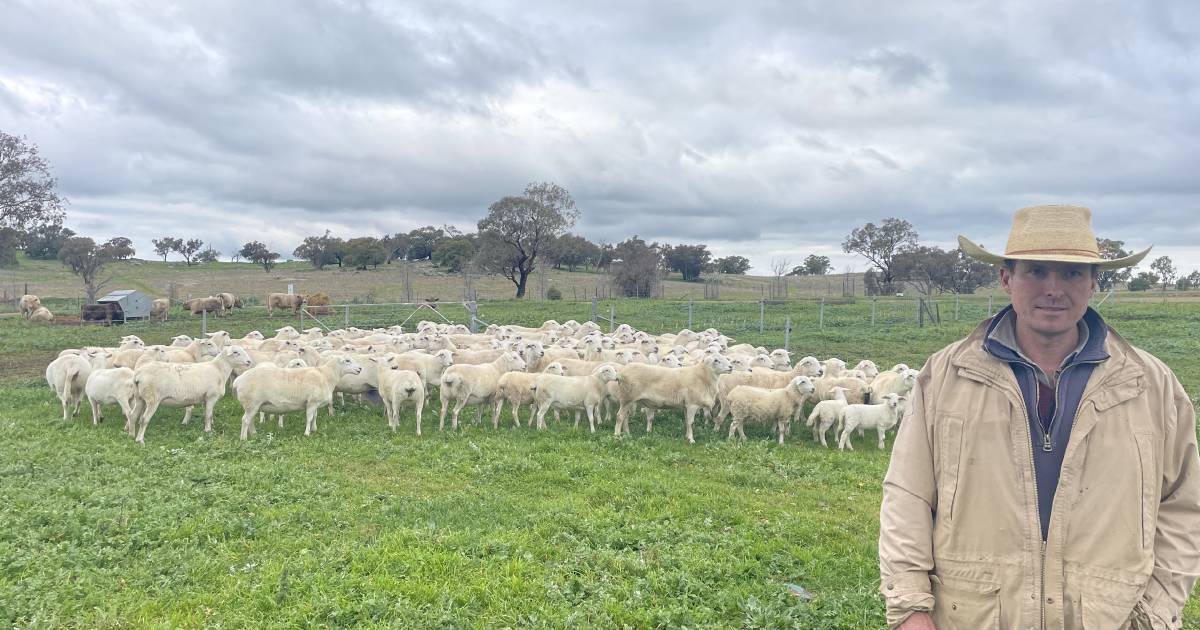 Aussie White herding instinct ideal at Marrar