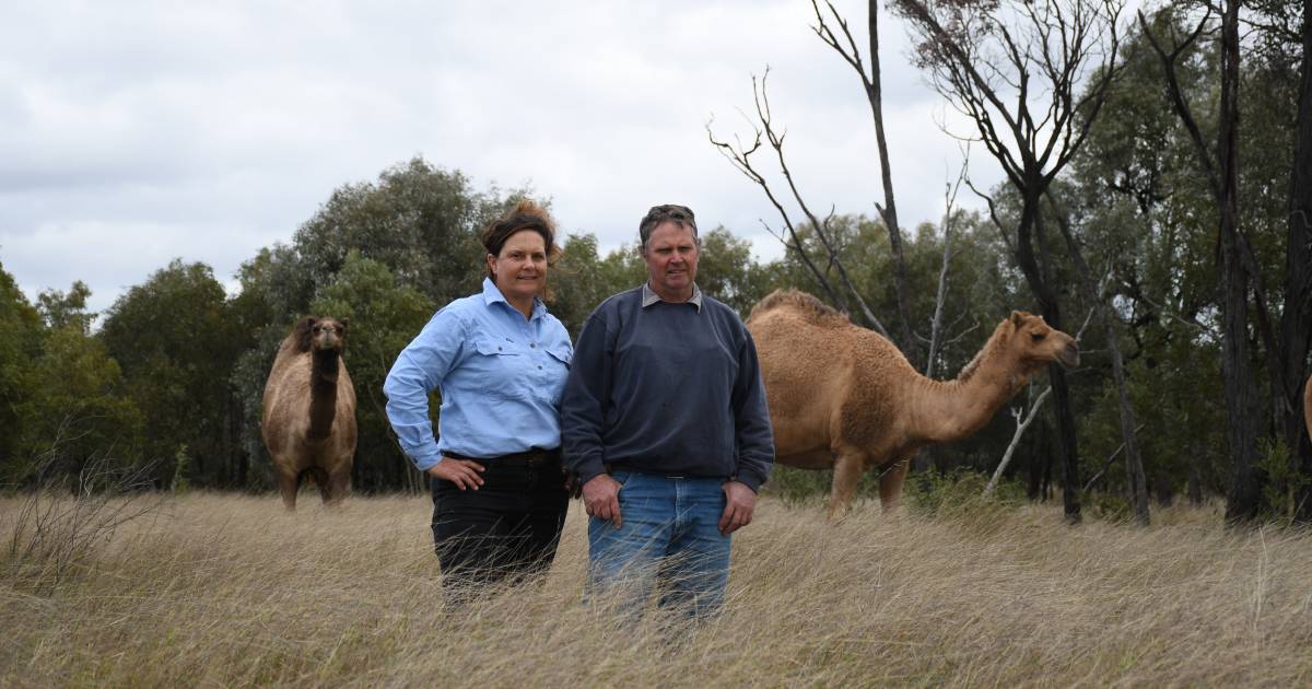 Central Queensland beef producer runs camels with cattle for “surprise” benefits | North Queensland Register