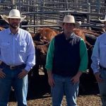 Central west woolgrowers snap up rams at Longreach sale