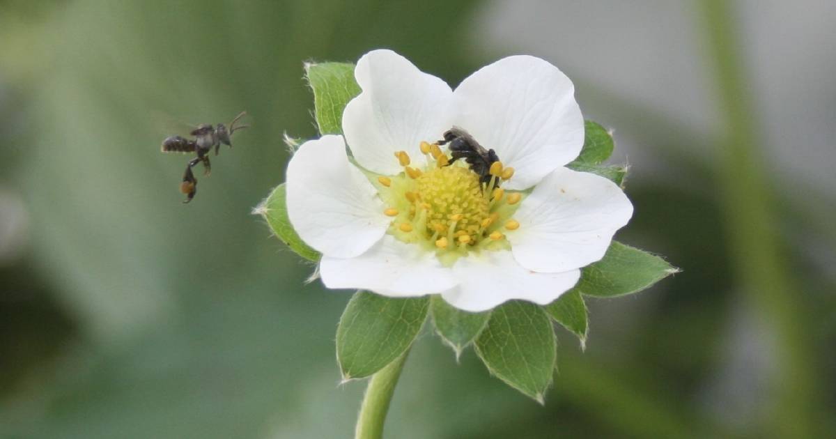 Scientists explore the link between the stingless bees’ diet and the ability to pollinate crops | The Land