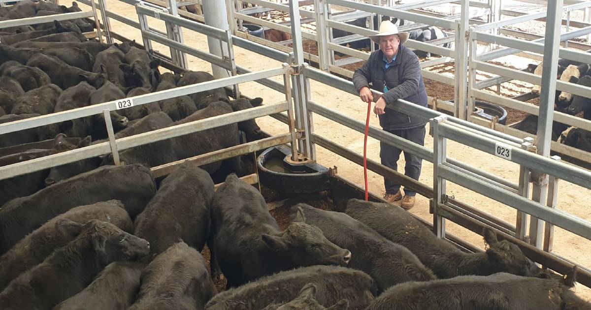 Numbers build as season tighten in North West | Stock Talk