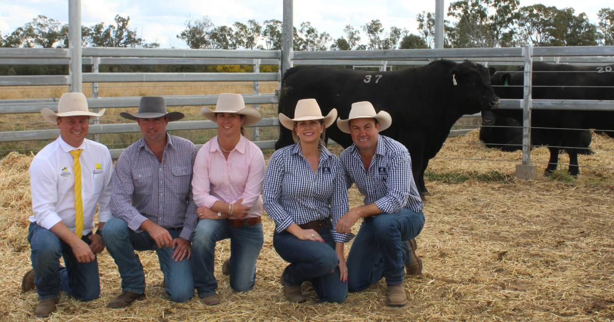 JK Cattle bulls in strong demand by commercial cattlemen | Queensland Country Life