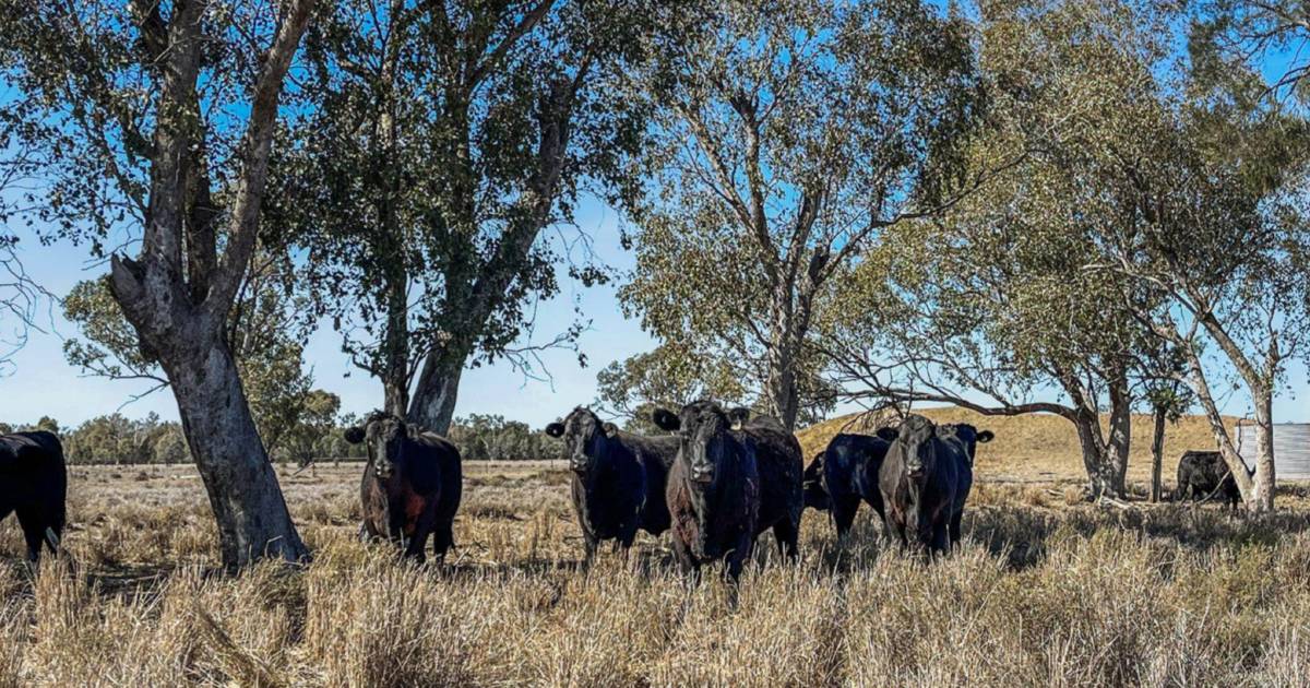 Exclusion fenced country for 2500 cattle