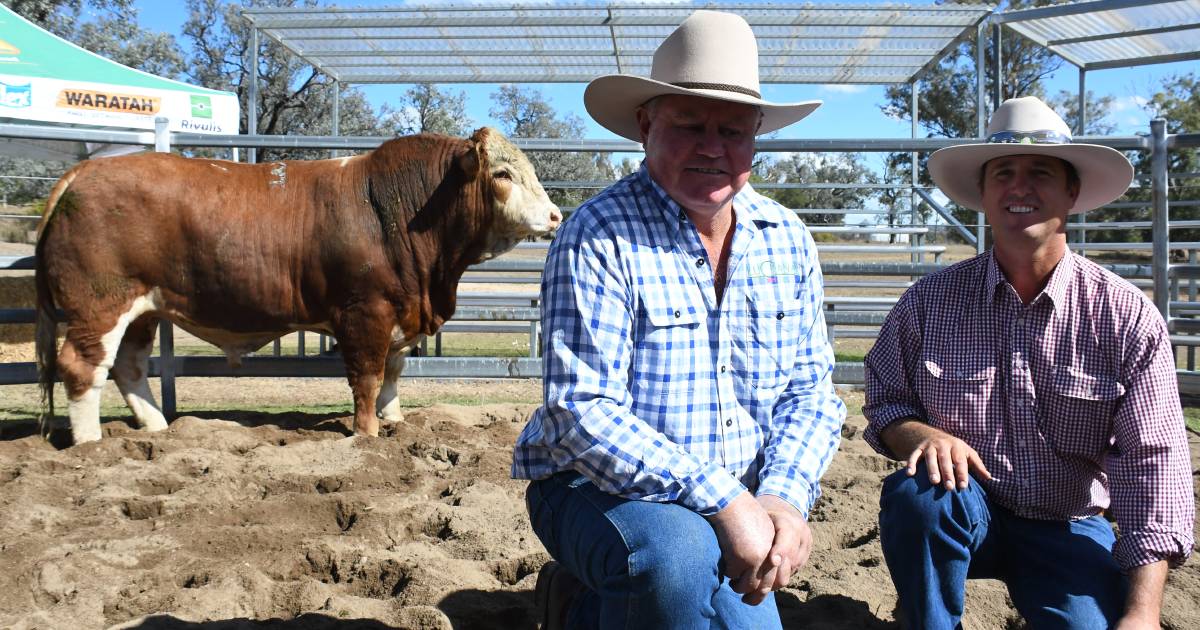 Spirited bidding kicks Lucrana Simmental sale