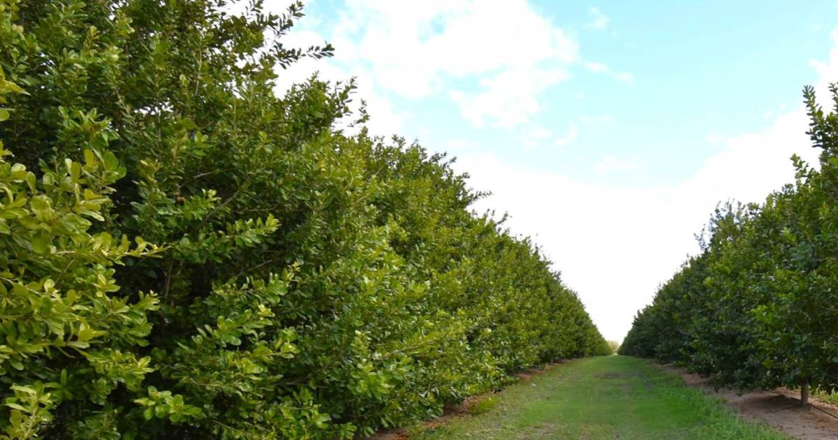 Top macadamia farms to be sold as a single operation