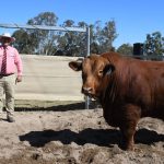 Strong result for Glenalbyn and Munnabah Santa Gertrudis bull sale