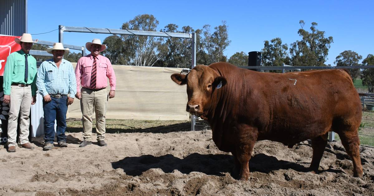 A buyers market at Benjarra Limousin invitational sale