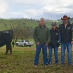 New Sarina client snaps up top Charolais bull at Glenlea Beef's Clermont sale