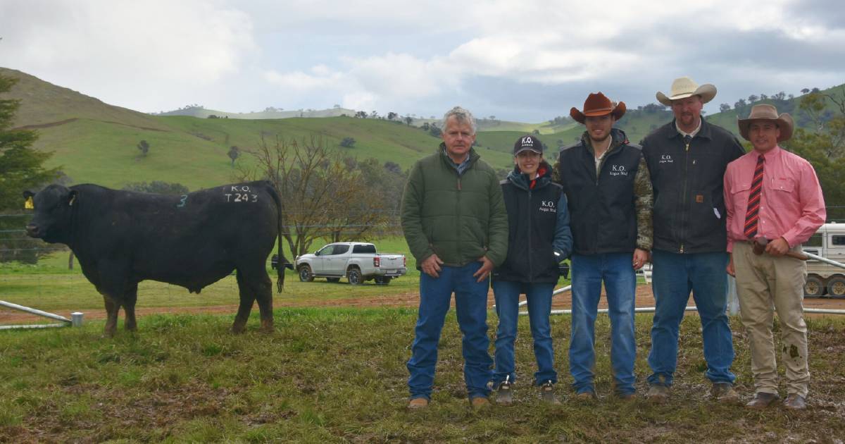 Gundagai stud Ko Angus sells bull for six figures | The Land