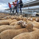 We are the champions: meet the 2023 Ekka interbreed victors