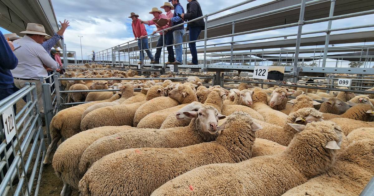 Late lambs' pressure on price | The First Draft