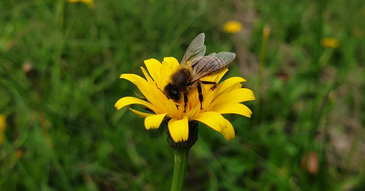 Varroa declared in Riverina and Sunraysia – linked to Kempsey