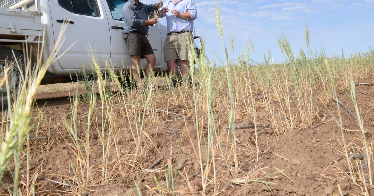 Northern crop could be a third the size of last year