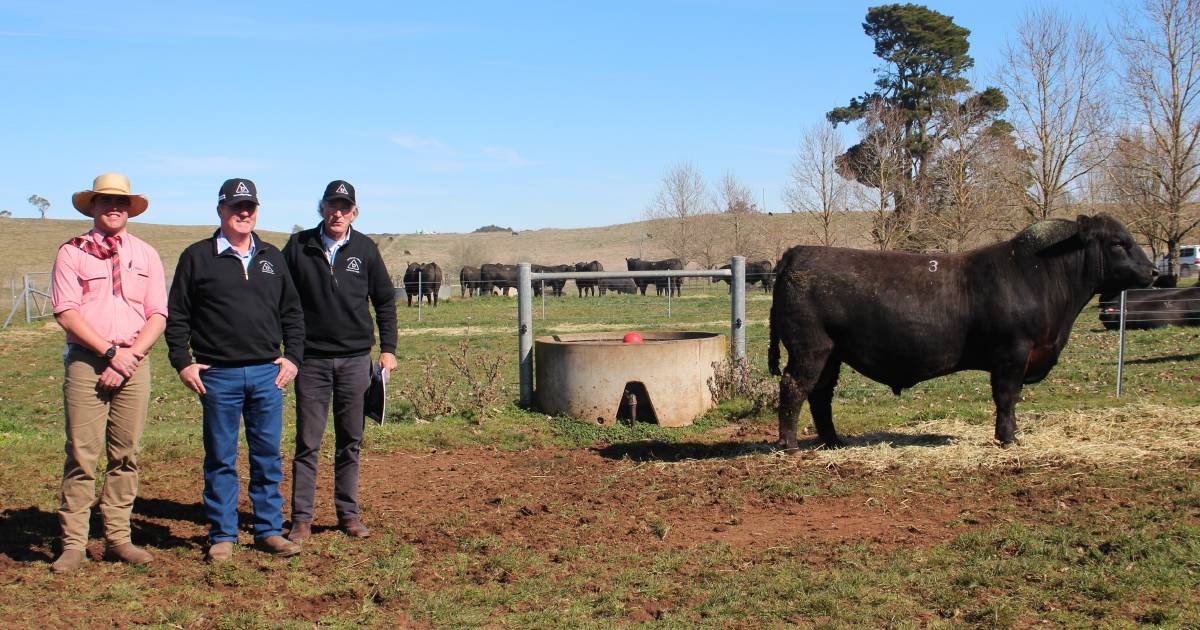 Increased average for Bannaby Angus