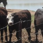 TAFE NSW introduces students to shearing | The Land