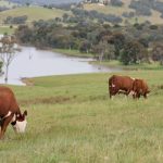 Weaner steers 204kg make 374c/$762 at Charters Towers | North Queensland Register