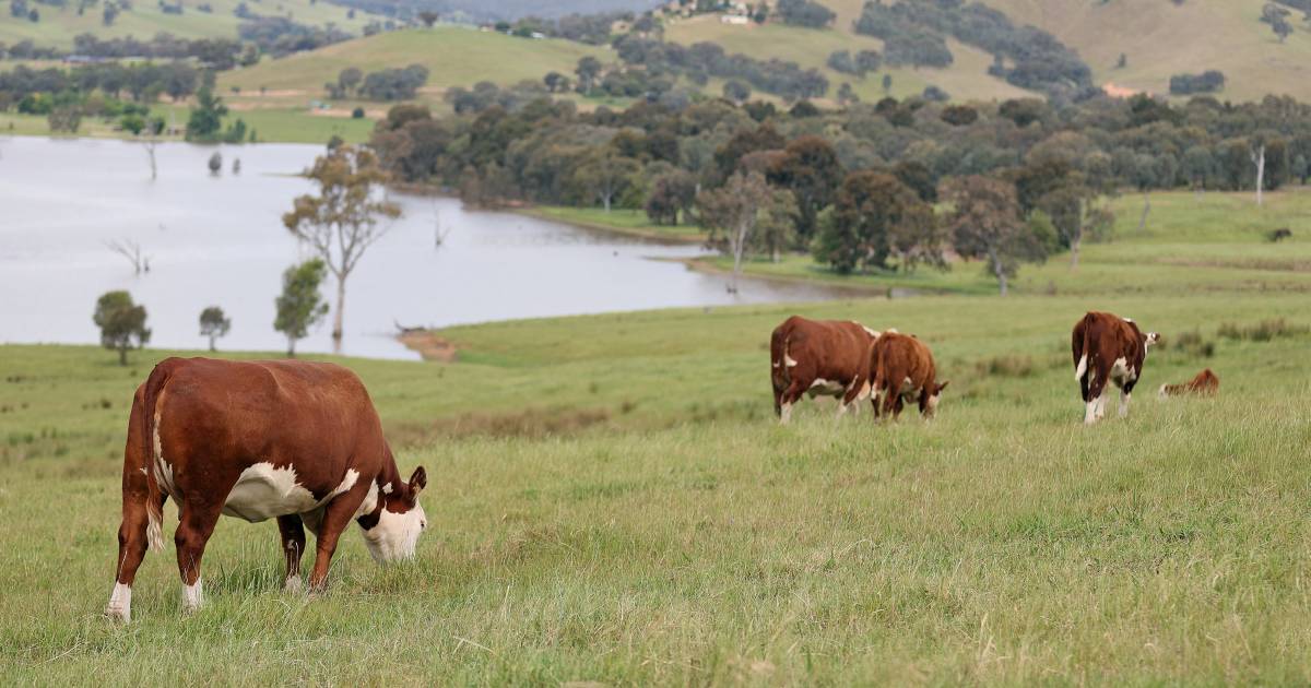 Herefords Australia leading the way in sustainability | The Land