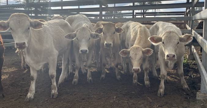 Quality yarding of feeders and weaners at Monto