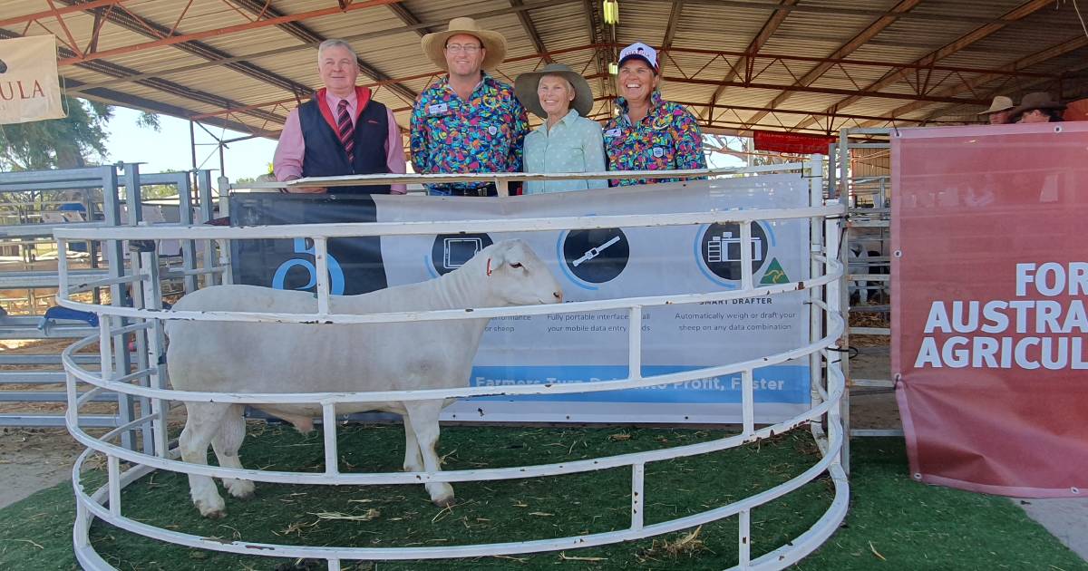 NSW vendors dominate St George Dorper and White Dorper sale