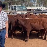 Cows with calves hit $1220 at Dubbo