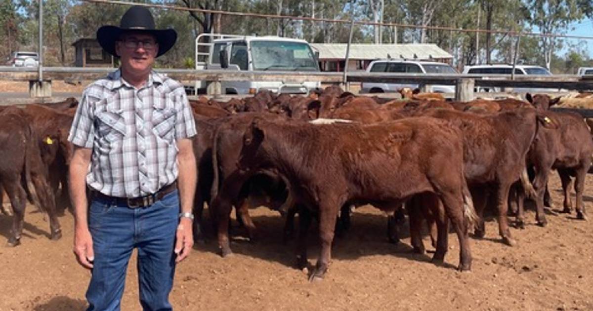 Weaner steers reach 388c/kg at Eidsvold