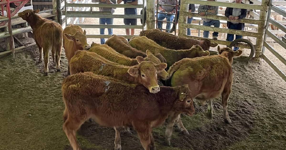 Hereford cross steers sell for $1900 at Laidley | Queensland Country Life