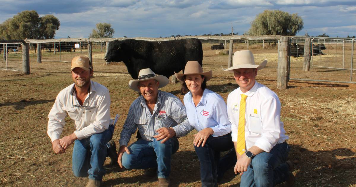 A total of 95 Angus bulls offered sold to $24,000 twice to average $11041 for Boshammer families | Queensland Country Life