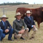 Yearling Charolais bull headlines Glenlea Beef's Clermont sale