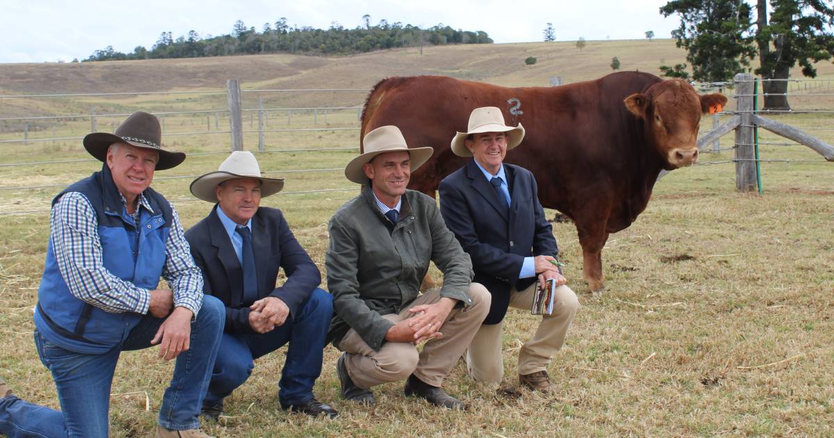 Top BJF Limousin sale bull heads to Victoria