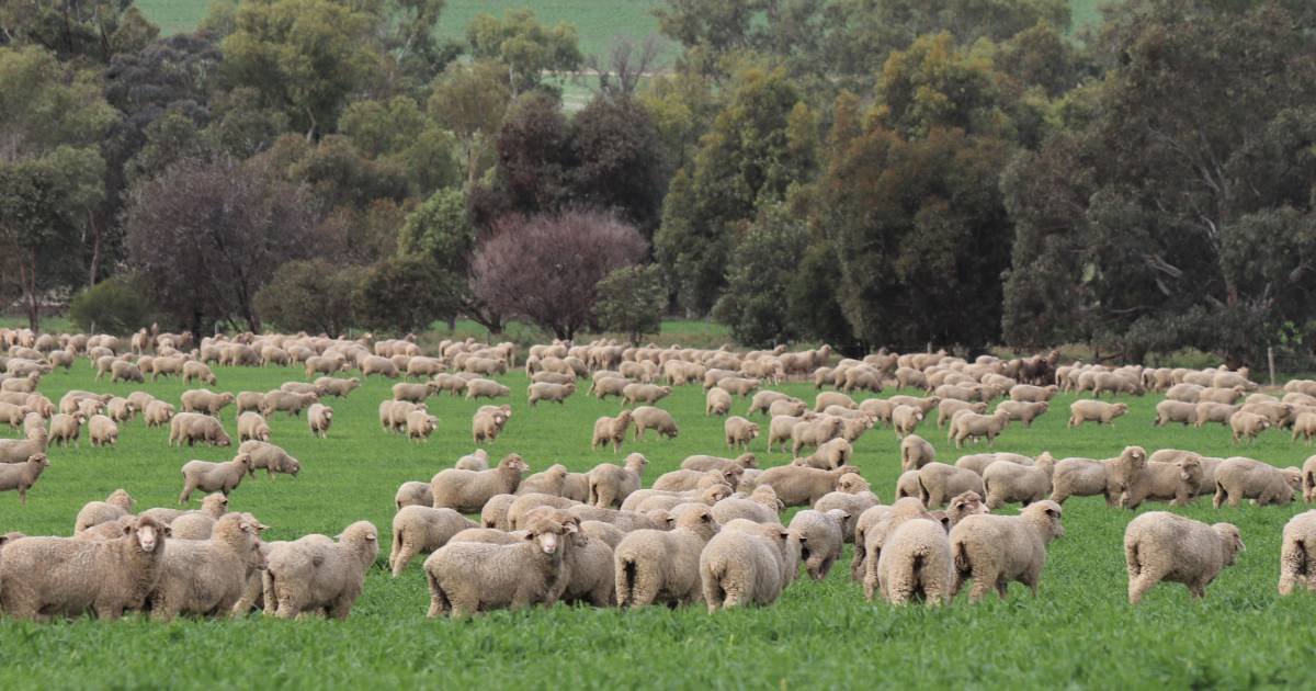 State estimates 15pc drop in flock numbers