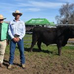 Top-priced Hardigreen Park Santa Gertrudis bull goes to Queensland