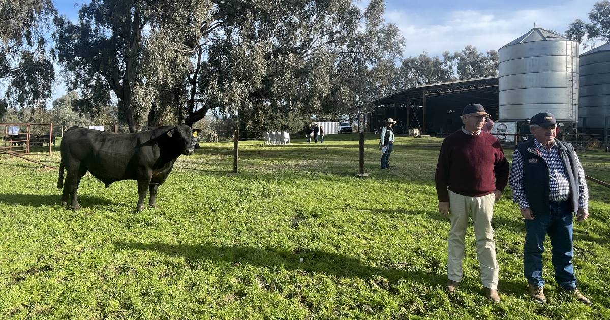 Dunoon Angus sold to $125,000