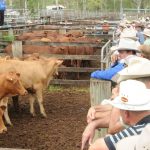 Hot and dry spring ahead according to BOM spring forecast | North Queensland Register