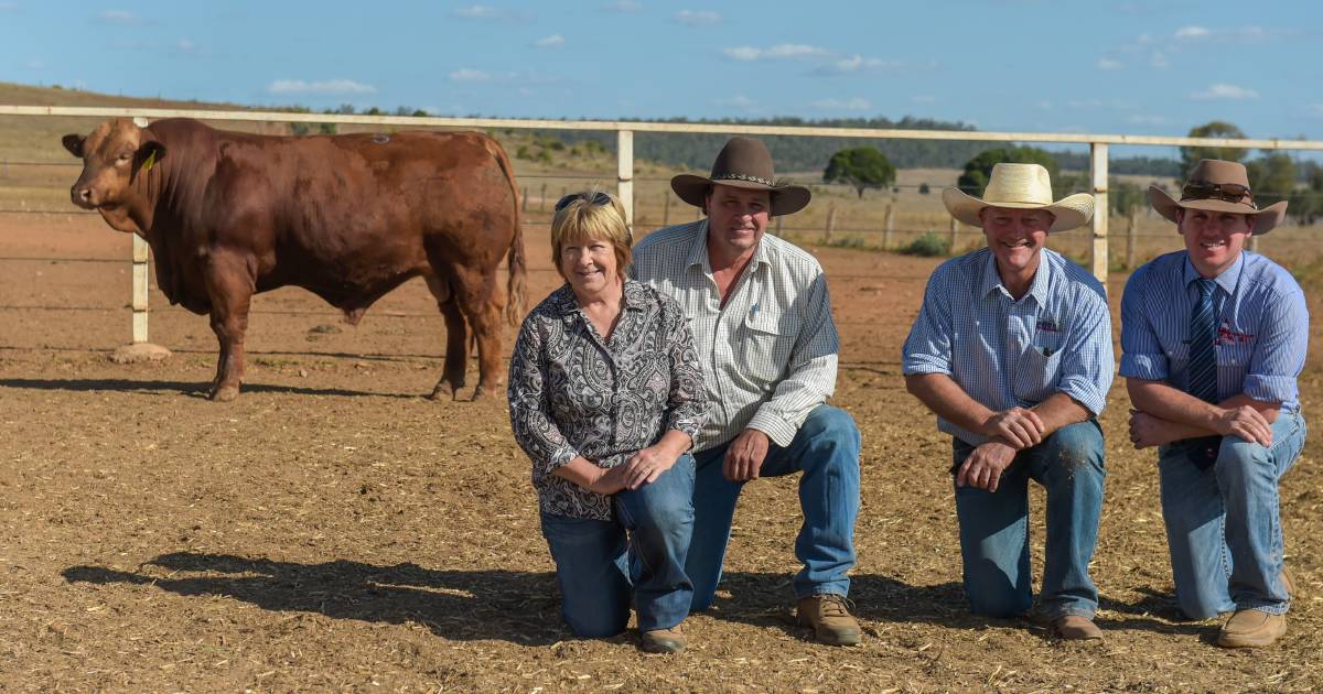 Top Ticoba sires bound for commercial herds across the state