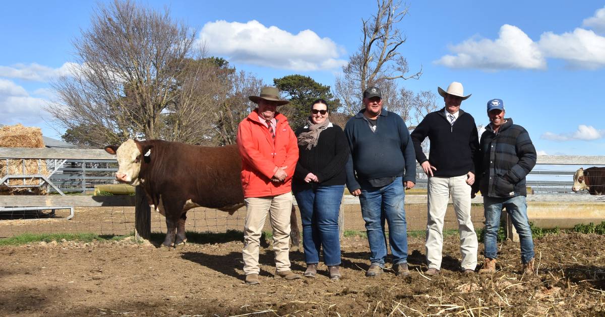 Yalgoo Genetics sell to $28,000 with carcase the key factor. | The Land