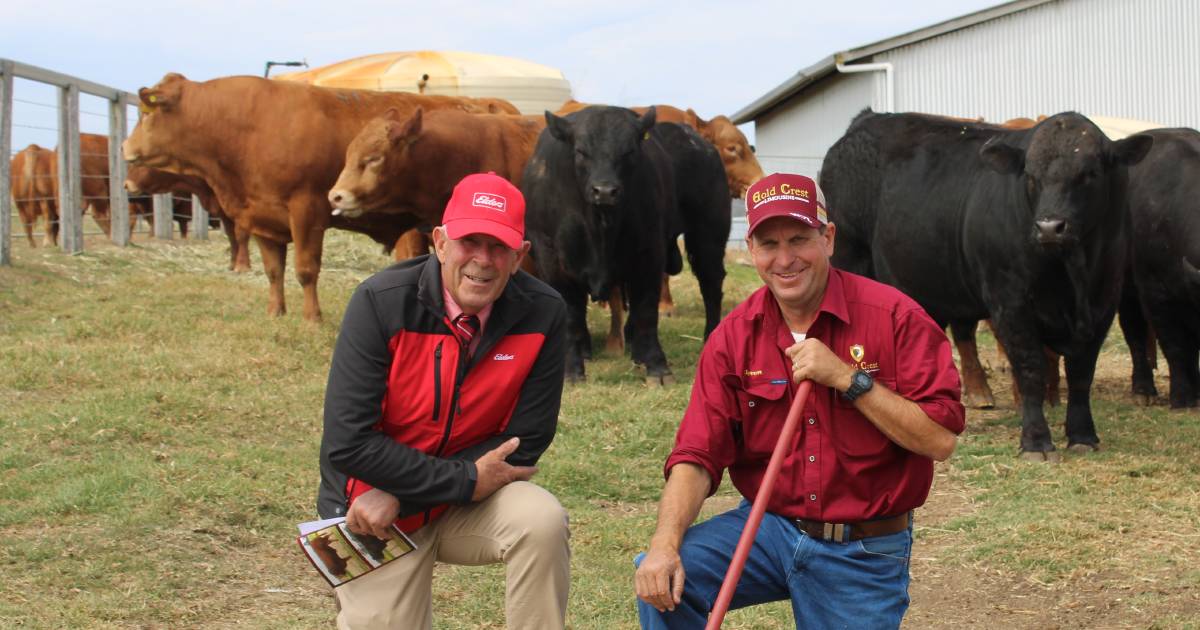 Central Queensland commercial cattleman volume buyer at Gold Crest Limousin sale | Queensland Country Life