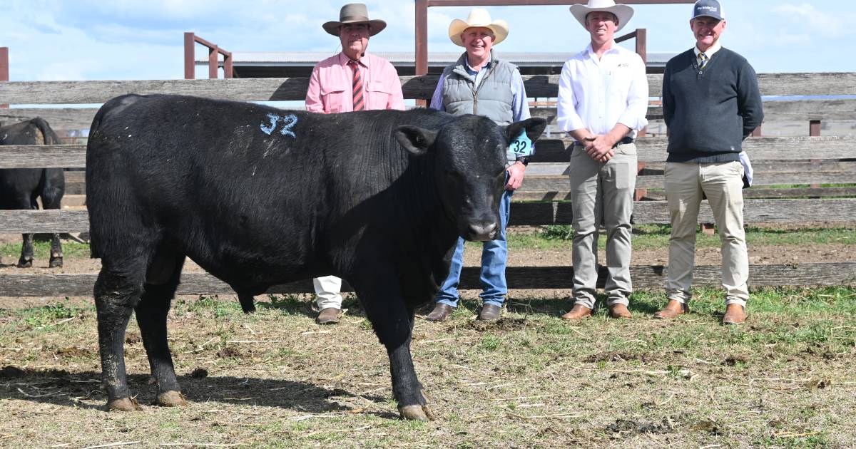 First Benchmark son sells for $36,000 at 2023 3R bull sale | The Land