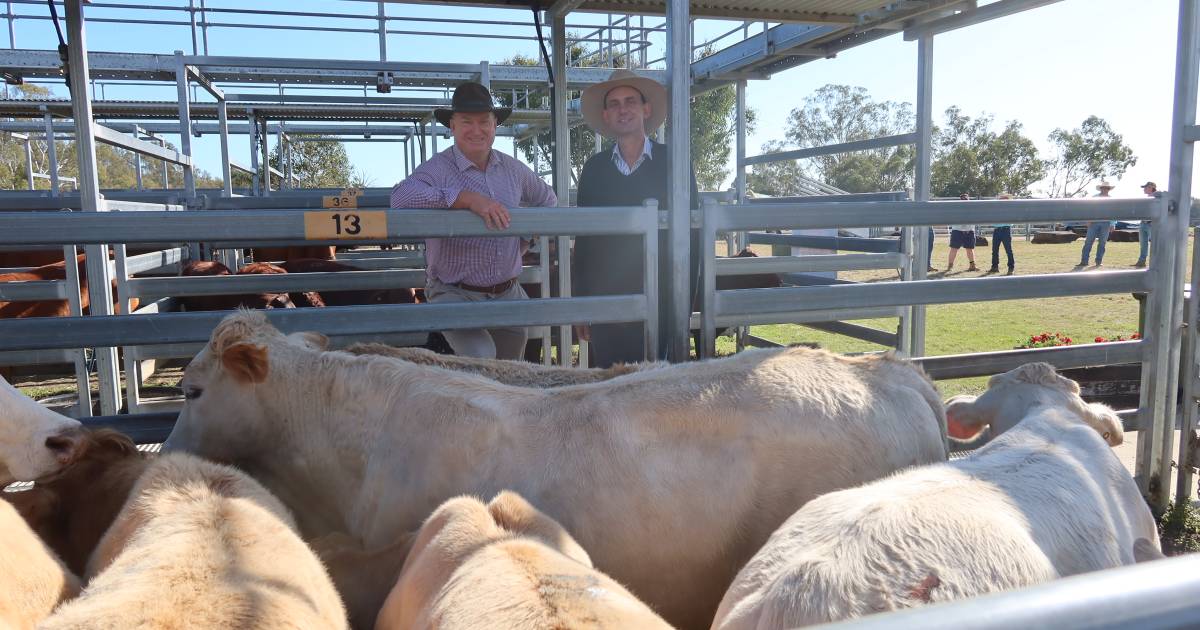 Steers hit $1240 at Beaudesert