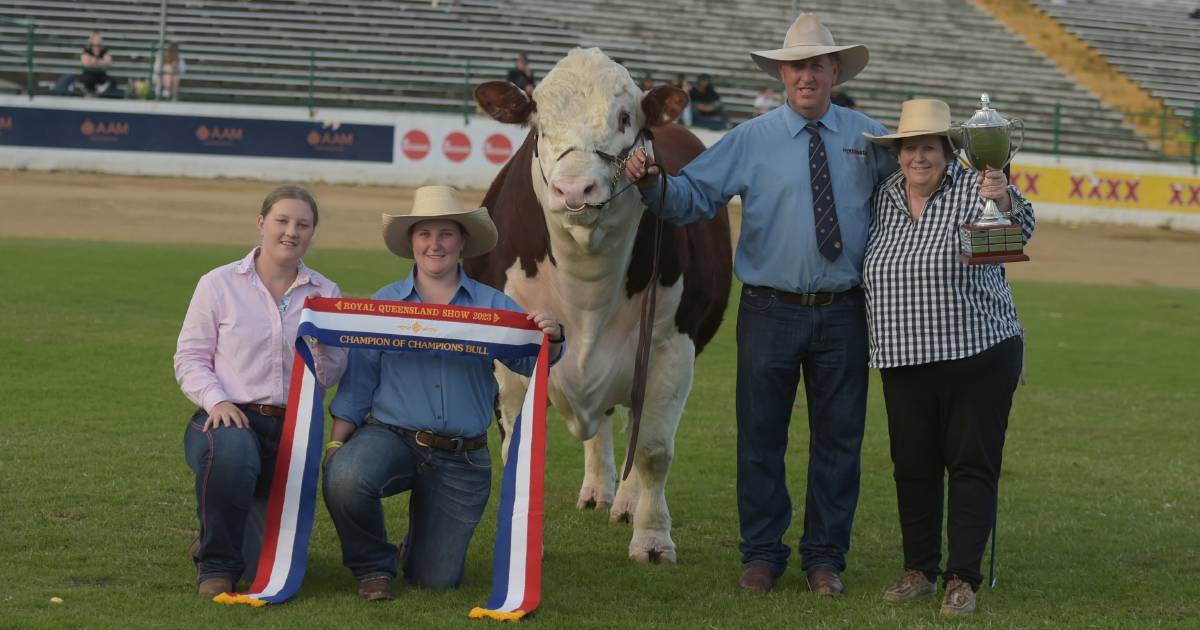 Bellata stud wins champion of champions bull at Brisbane Royal