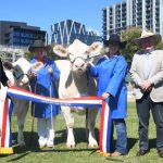 Ekka 2023: Meldon Park, KBV take top honours in Simmental ring | Queensland Country Life