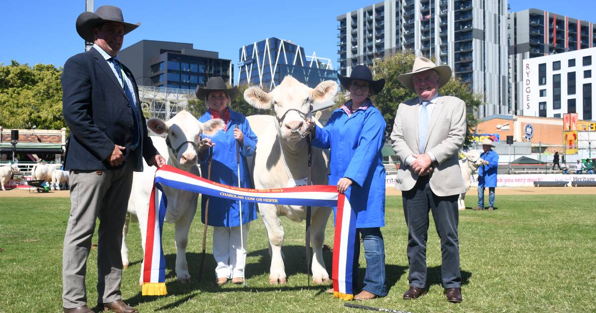 Ekka 2023: Moongool and Amy Whitechurch impress on Charolais Ekka stage | Queensland Country Life