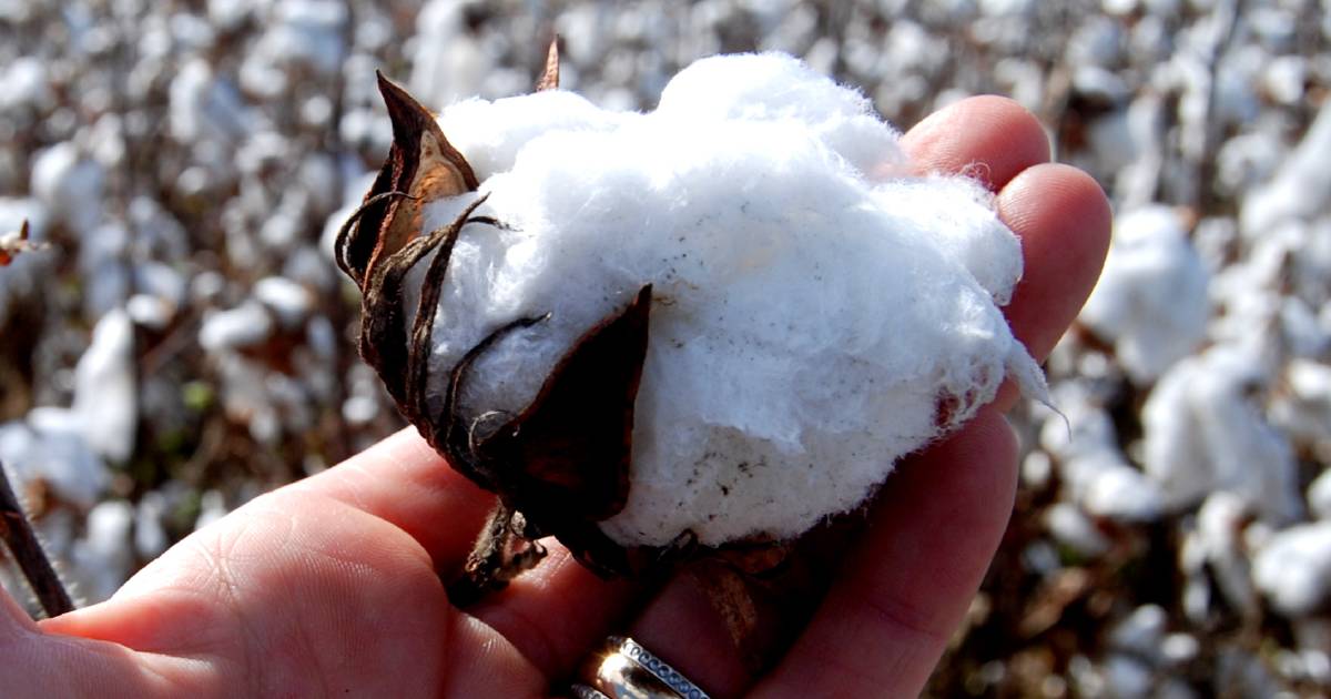 ACCC slaps CSD for enforcing biased cottonseed treatment rule