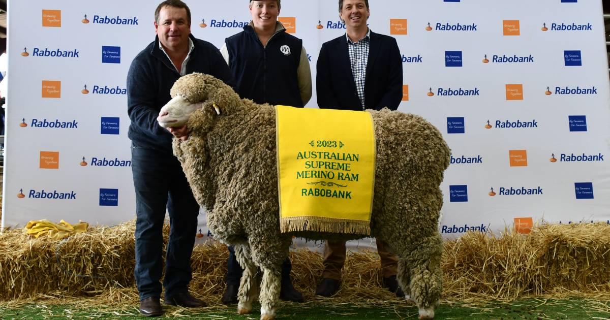 Rabobank National Merino Sheep Show 2023 supreme results | The Land