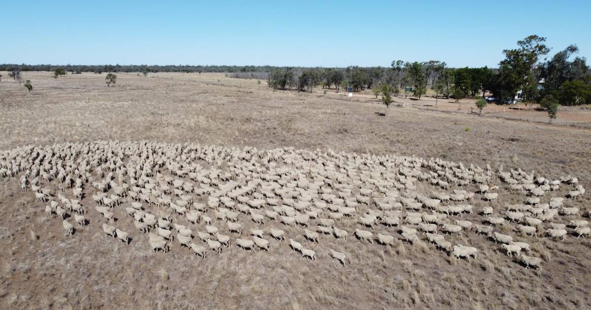 Burrenbah: Five generations and 134 years of Merino breeding