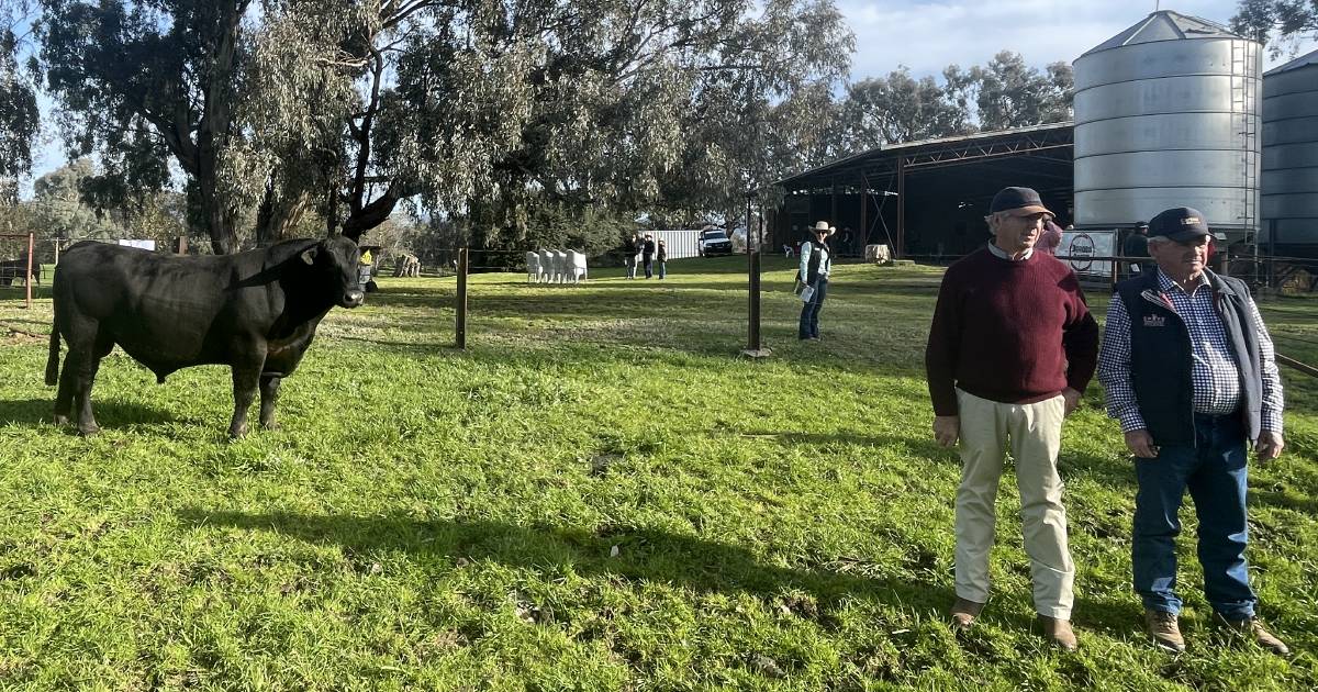 Dunoon Angus Spring Bull Sale results, top price, clearance rate and average | The Land