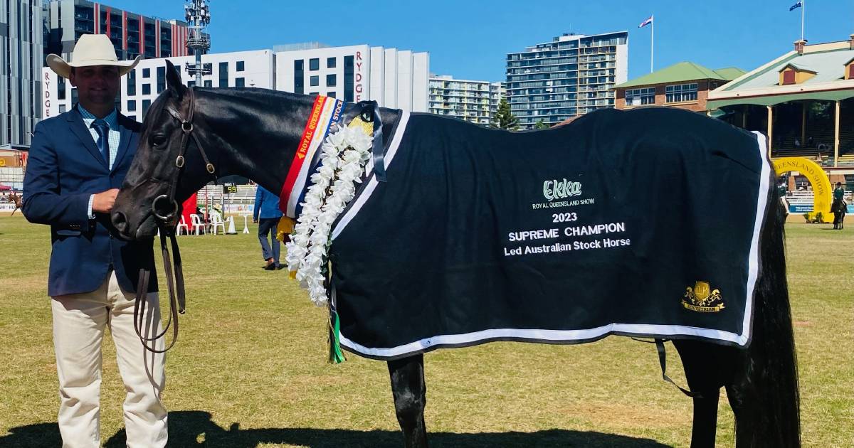 Double supreme success for Glencoe Stockhorses