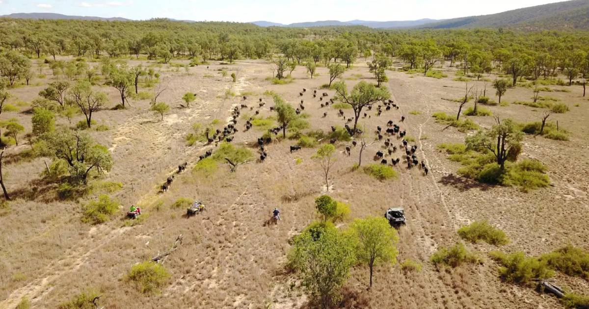 Well watered country for 500 breeders